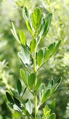 Indigofera cytisoides