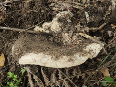 Lactarius controversus