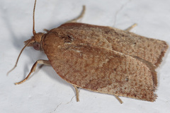 Choristoneura