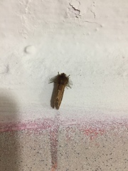 Ptilophora plumigera