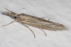 Agriphila trabeatellus