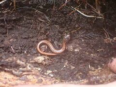 Plethodon vehiculum