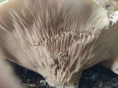 Lactarius controversus