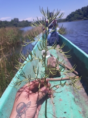 Ceratopteris pteridoides