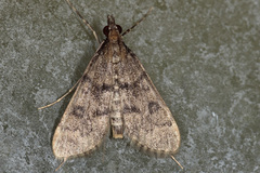 Dolicharthria daralis