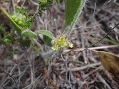 Centella tridentata