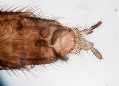 Macrocera