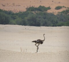 Struthio camelus australis