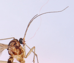 Macrocera