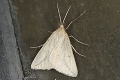 Aspitates collinaria