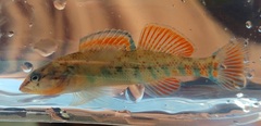 Etheostoma caeruleum