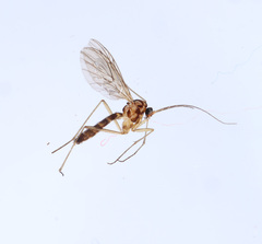 Macrocera