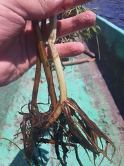 Ceratopteris pteridoides