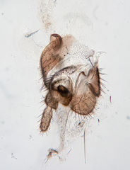 Macrocera