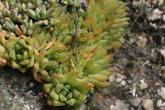 Haworthia cymbiformis
