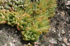Haworthia cymbiformis