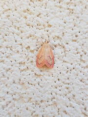 Miltochrista miniata