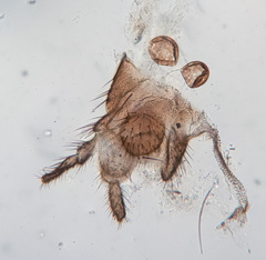 Macrocera