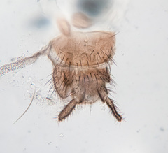 Macrocera