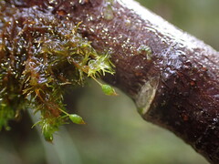 Orthotrichum