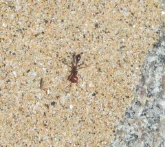 Ocymyrmex
