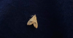 Asciodes gordialis