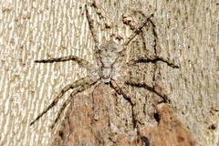 Philodromus margaritatus