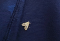 Asciodes gordialis
