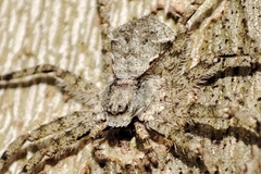 Philodromus margaritatus