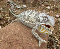 Chamaeleo dilepis