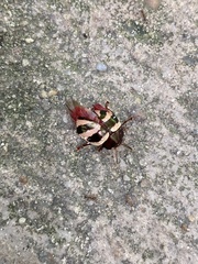 Doryphorina