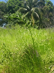 Ceratopteris pteridoides