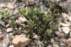Adromischus sphenophyllus