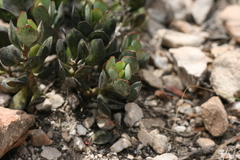 Adromischus sphenophyllus