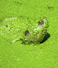 Trachemys venusta venusta