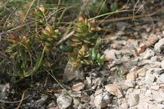 Crassula rogersii