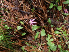 Erythronium revolutum