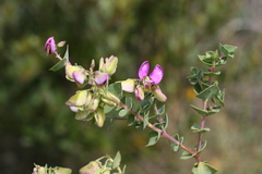 Polygala fruticosa