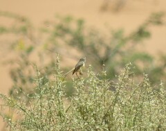 Prinia flavicans