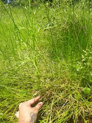 Ceratopteris pteridoides