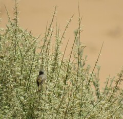 Prinia flavicans