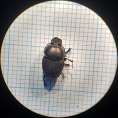 Onthophagus taurus