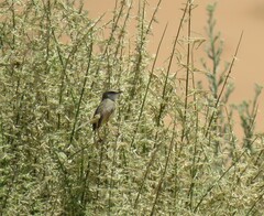 Prinia flavicans