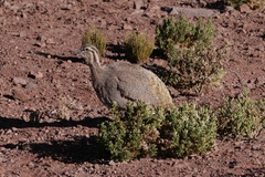 Tinamotis pentlandii