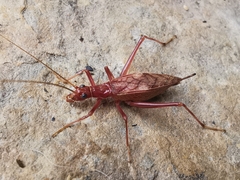 Neoxabea meridionalis