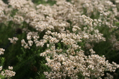 Helichrysum teretifolium