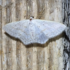 Idaea tacturata