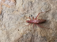 Neoxabea meridionalis