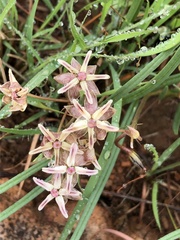 Asclepias stellifera