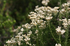 Helichrysum teretifolium